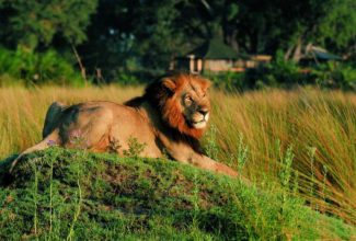 The Best Safari Experience in Africa