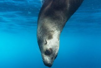 Best reasons to snorkel the Galapagos Islands