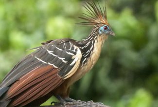 Discovering the Amazon in Peru