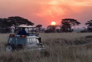 On safari with the wildlife poacher turned protector