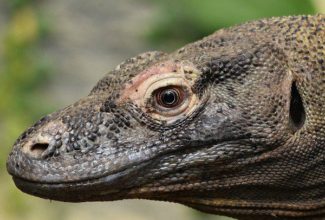 See Komodo dragons up close on this luxury cruise around Komodo National Park