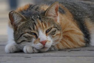 Why luxury resorts in Cyprus are installing ‘cat hotels’ for strays