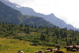 Alpine cheese and wine around Mont Blanc