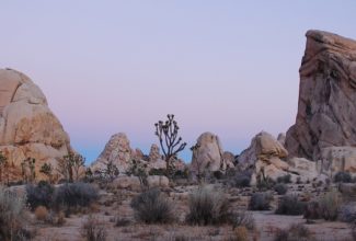 Explore Joshua Tree National Park