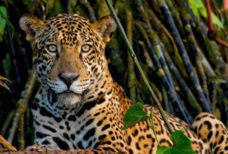 The best wildlife lodges in Latin America