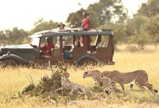 Tips for your first safari