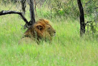 Ultra-luxurious lodges in Kruger South Africa