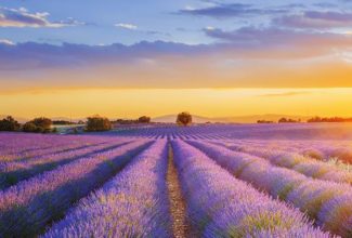 Health and rejuvenation in Provence