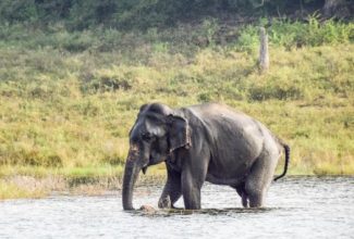 Wild Elephant Wanders Into Sri Lankan Hotel