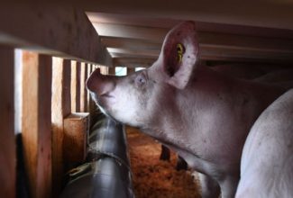 A Booming Airline Business: Shipping Pigs to China in 747 Jumbo Jets