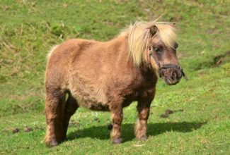 American Airlines Passenger Details Delightful Experience With Mini Service Horse