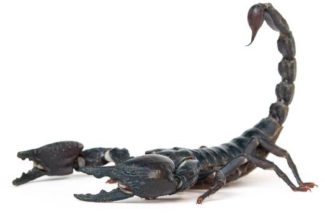 Man Caught With 200 Venomous Scorpions in His Luggage