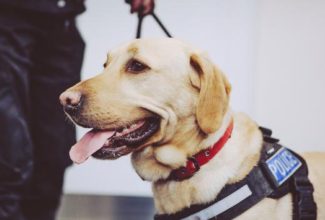 Another Airport Deploys COVID-Sniffing Dogs