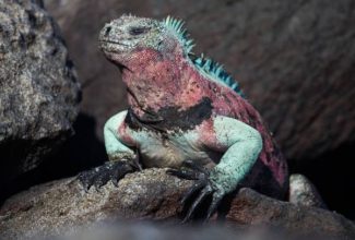 Your monthly guide to Galapagos’ unique fauna