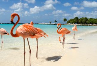 Airport Officials Discover Illegal Flamingos in Mexico