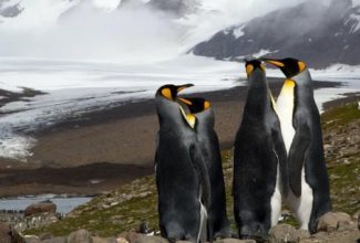 Atlas Offers Private Charter Flights for Antarctic Adventures