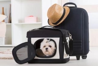 Delta Latest Airline to Ban Emotional Support Animals