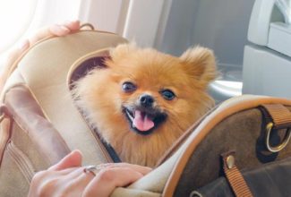 Southwest Joins Other Airlines in Banning Emotional Support Animals