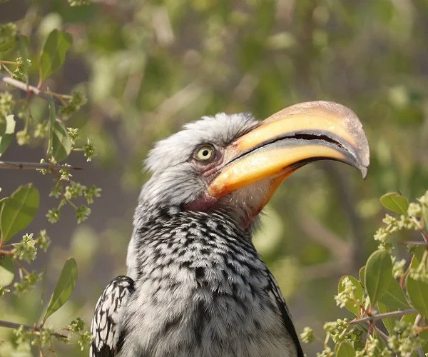 FAA Data Reveals Sharp Increase in Wildlife Strikes Threatening U.S. Aviation Safety