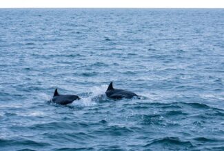 Dolphin spotting across the Great British Isles