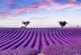 A guide to lavender blooming in Provence