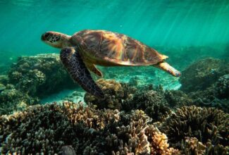 Unesco report says Great Barrier Reef should be listed as 'in danger’