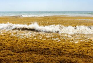 Four Mexican Caribbean Destinations Reporting Low Levels of Seaweed