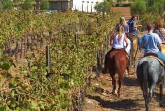 Off-The-Beaten-Path California Wine Regions Worth the Trip