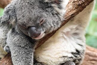 First Tourists in Two Years Land in Australia