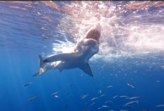 Shark Diving and More Highlights of San Diego, California Vacation