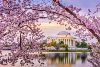 America's 25 Best Cherry Blossom Events