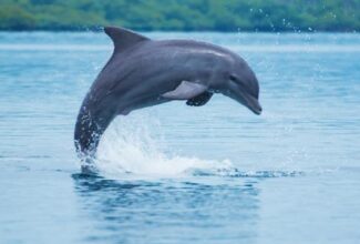 The Best Places to See and Swim With Dolphins