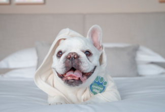 Kimpton Hotels To Offer Dog Walking Services to Guests Nationwide