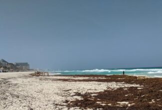 Sargassum Worries Grow in Mexican Caribbean