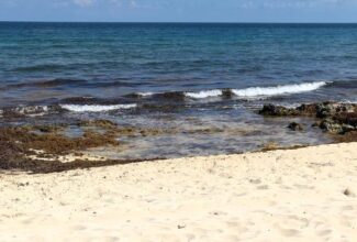 Hotels in Mexican Caribbean Call for Sargassum Assistance From Government