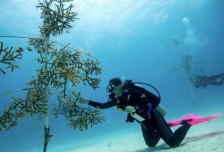 Iberostar Brings Guests Closer to Coastal Health for World Oceans Day