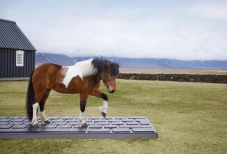 A holiday in Iceland by letting a horse take care of your inbox, suggests tourism board