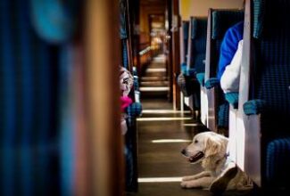 Italy has made it a whole lot easier to travel with your dog on public transport