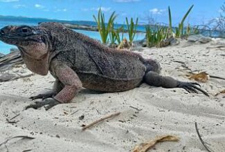 Rare iguanas develop a sweet tooth from 'ecotourists' feeding them grapes