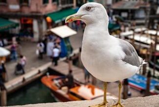 Venice tourists given water pistols to fire at aggressive seagulls