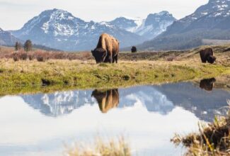 Yellowstone National Park Partially Reopening With Interim Visitor Access Plan