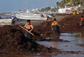 Pristine beaches in Mexico and Belize are covered in foul-smelling seaweed