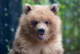 Alaska Air Cargo makes beary special flight