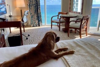 Celebrate 'Barktober' With Special Events and Offerings at Trump International Beach Resort