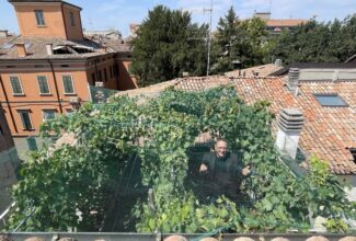 The 'world's smallest vineyard' is selling bottles for $5,000 apiece