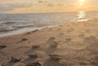 Where to See Baby Turtles in Puerto Vallarta, Mexico