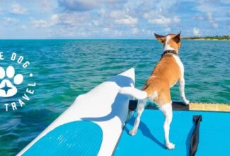 Aruba launches ‘Have Dog, Will Travel’ promotion for limited time