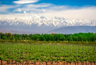 The Best Vineyards To Visit in Argentina