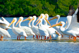 The Top Bird Watching Hotspots in Latin America