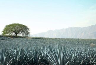 Enjoy Tequila, a Unique Pueblo Magico